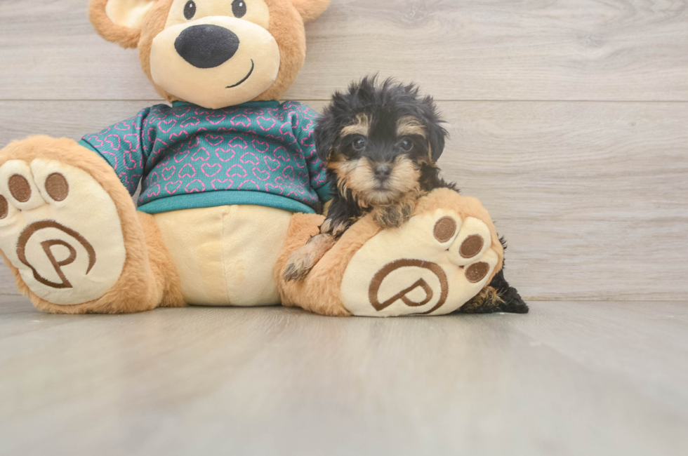 5 week old Yorkie Poo Puppy For Sale - Florida Fur Babies