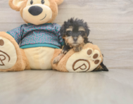 8 week old Yorkie Poo Puppy For Sale - Florida Fur Babies 8 week old Yorkie Poo Puppy For Sale - Florida Fur Babies