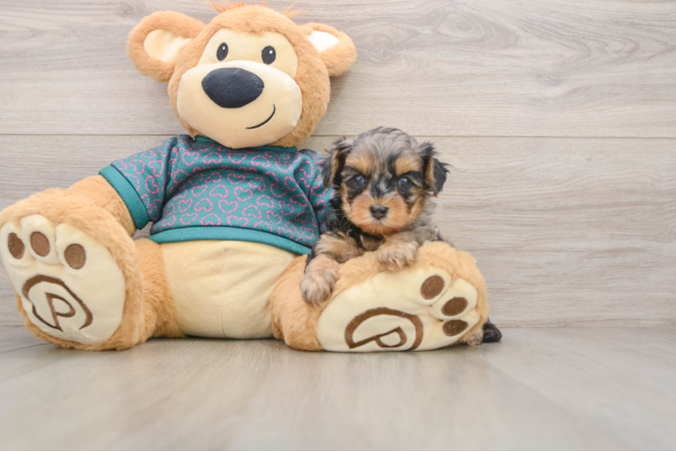 Cute Yorkie Poo Baby