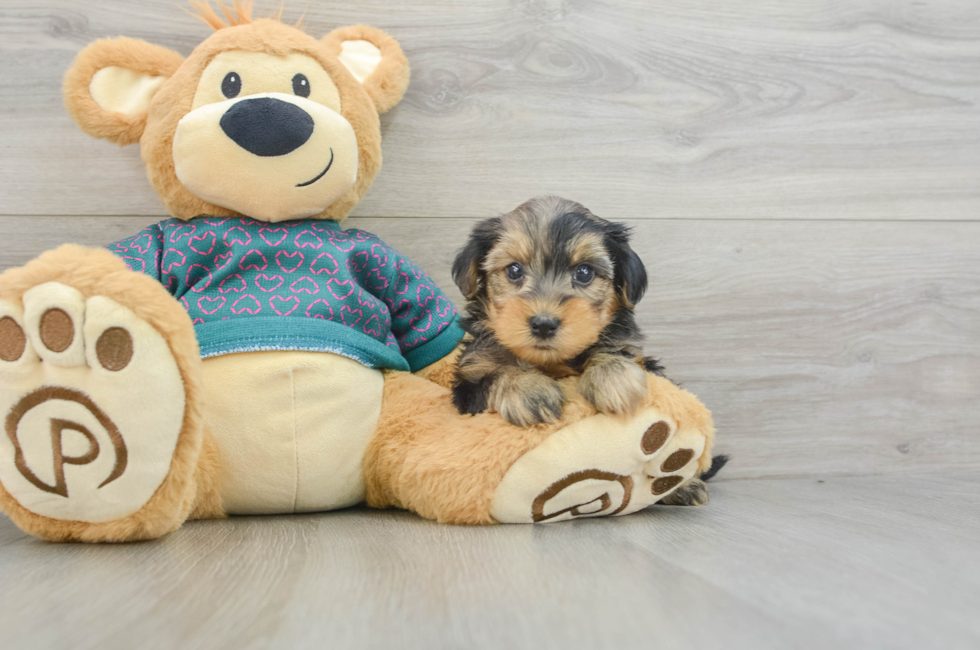 5 week old Yorkie Poo Puppy For Sale - Florida Fur Babies