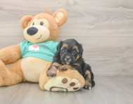 5 week old Yorkie Poo Puppy For Sale - Florida Fur Babies