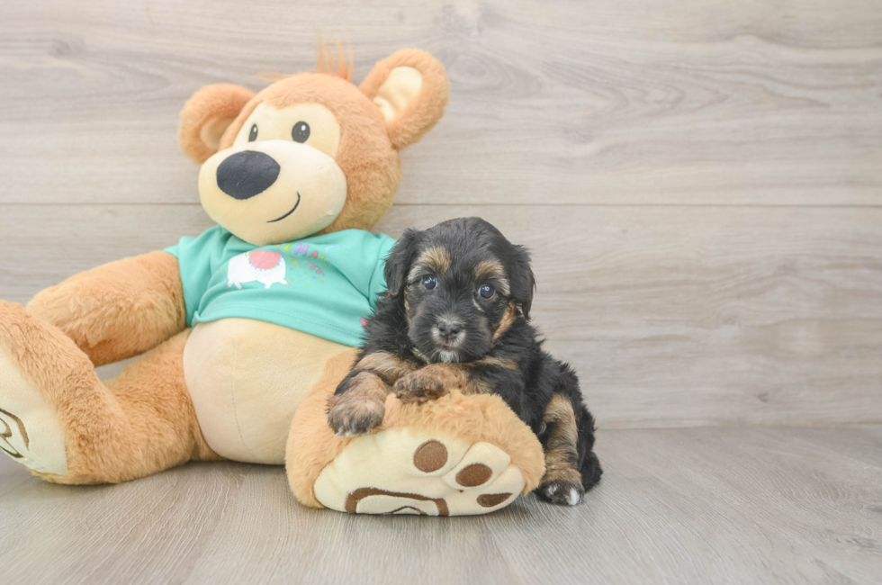 5 week old Yorkie Poo Puppy For Sale - Florida Fur Babies