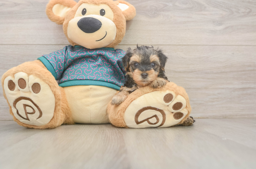 5 week old Yorkie Poo Puppy For Sale - Florida Fur Babies