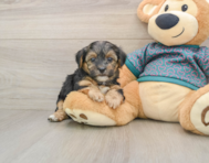 9 week old Yorkie Poo Puppy For Sale - Florida Fur Babies