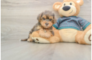 Fluffy Yorkie Poo Poodle Mix Pup