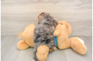 Yorkie Poo Puppy for Adoption