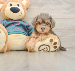 6 week old Yorkie Poo Puppy For Sale - Florida Fur Babies