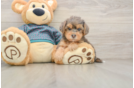 Yorkie Poo Pup Being Cute