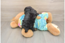 Yorkie Poo Pup Being Cute