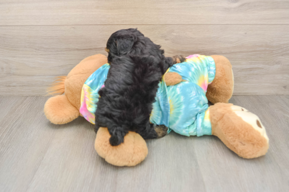 Yorkie Poo Pup Being Cute