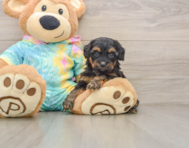 8 week old Yorkie Poo Puppy For Sale - Florida Fur Babies