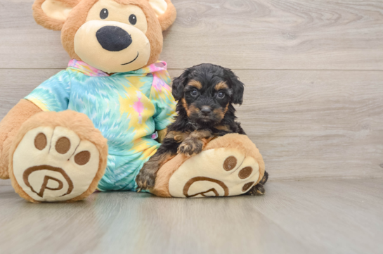 Playful Yo Yo Poo Poodle Mix Puppy