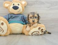 6 week old Yorkie Poo Puppy For Sale - Florida Fur Babies