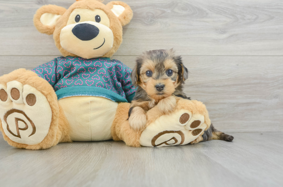 5 week old Yorkie Poo Puppy For Sale - Florida Fur Babies