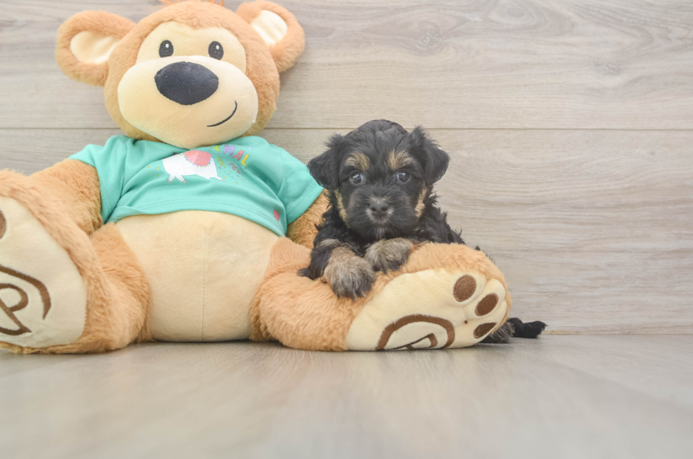 5 week old Yorkie Poo Puppy For Sale - Florida Fur Babies
