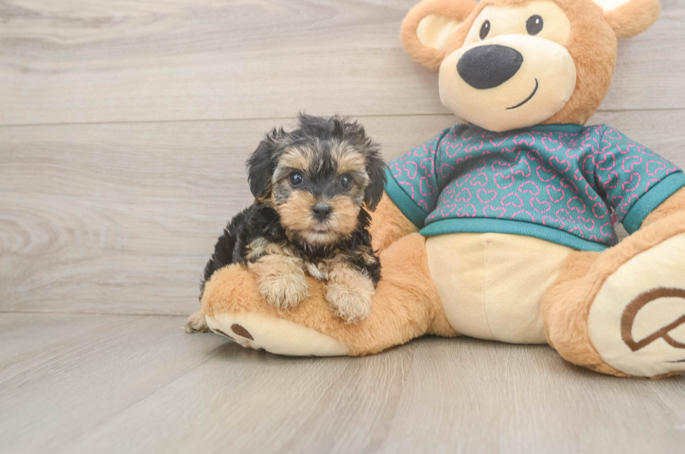 5 week old Yorkie Poo Puppy For Sale - Florida Fur Babies