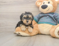 8 week old Yorkie Poo Puppy For Sale - Florida Fur Babies 8 week old Yorkie Poo Puppy For Sale - Florida Fur Babies