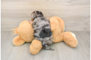 Small Yorkie Poo Baby