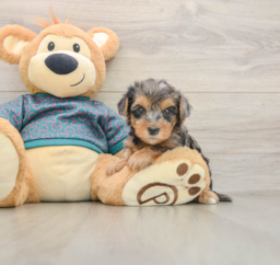6 week old Yorkie Poo Puppy For Sale - Florida Fur Babies