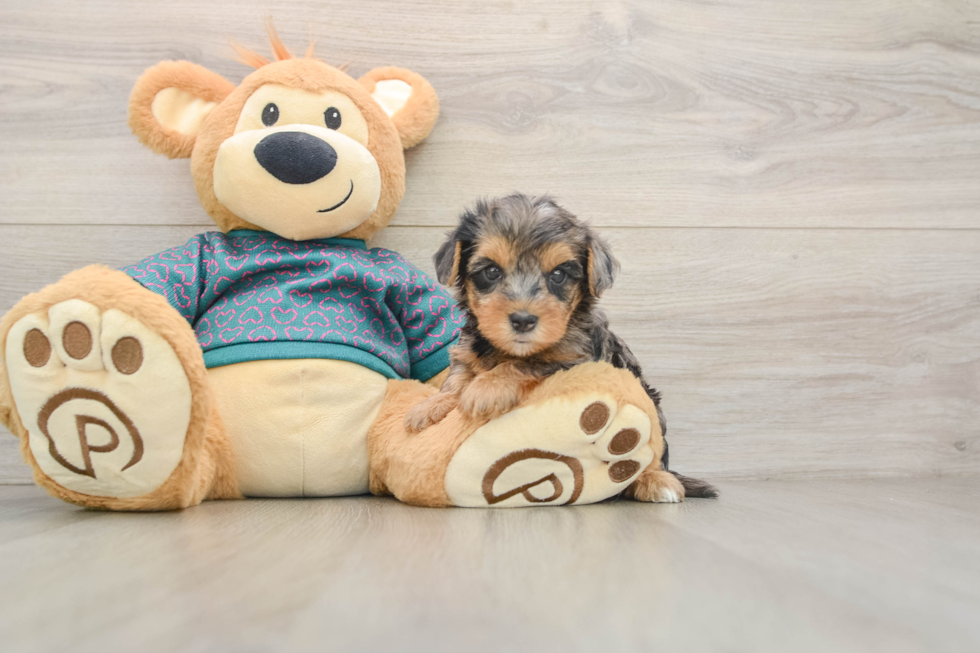 Yorkie Poo Pup Being Cute