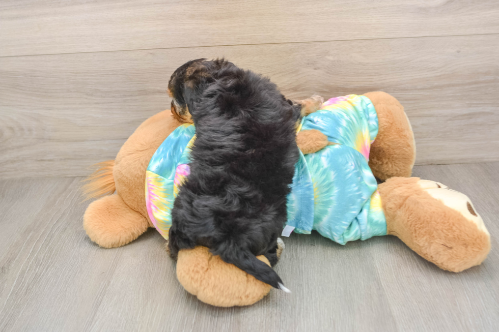 Best Yorkie Poo Baby