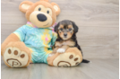 Fluffy Yorkie Poo Poodle Mix Pup