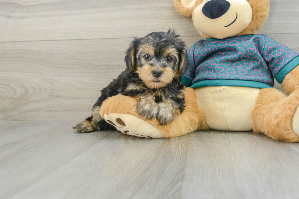 Yorkie Poo Puppy for Adoption