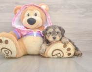 7 week old Yorkie Poo Puppy For Sale - Florida Fur Babies