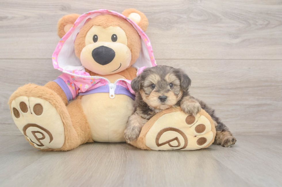 5 week old Yorkie Poo Puppy For Sale - Florida Fur Babies