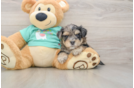 Cute Yorkie Poo Baby