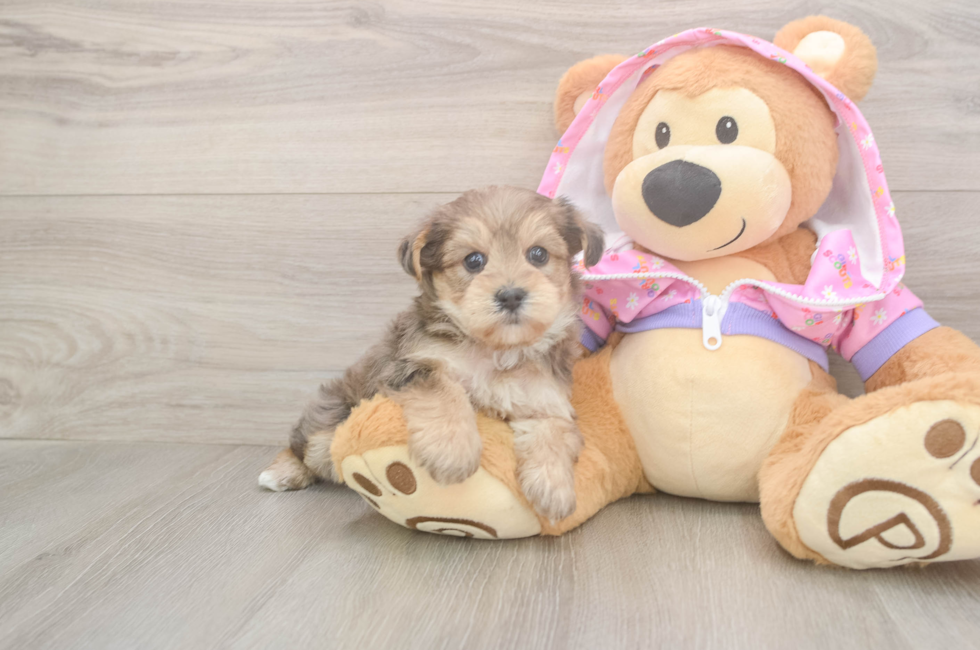 5 week old Yorkie Poo Puppy For Sale - Florida Fur Babies