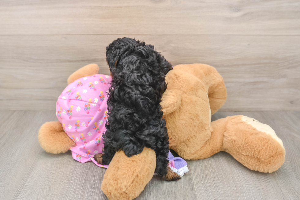 Best Yorkie Poo Baby