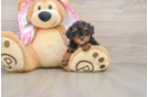 Yorkie Poo Puppy for Adoption
