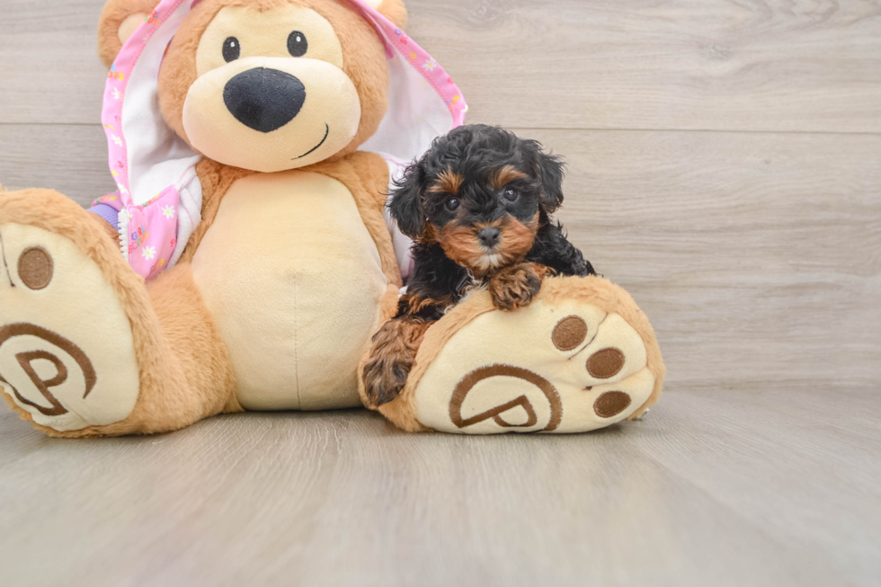 Yorkie Poo Puppy for Adoption