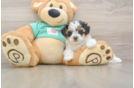 Adorable Yorkiedoodle Poodle Mix Puppy