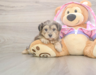 7 week old Yorkie Poo Puppy For Sale - Florida Fur Babies