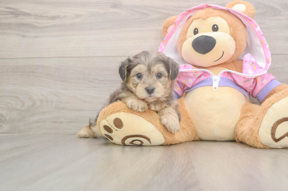 5 week old Yorkie Poo Puppy For Sale - Florida Fur Babies