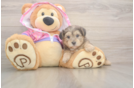Yorkie Poo Puppy for Adoption