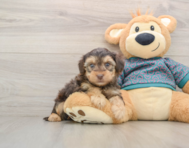 7 week old Yorkie Poo Puppy For Sale - Florida Fur Babies