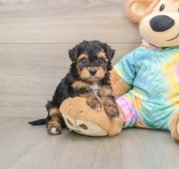 5 week old Yorkie Poo Puppy For Sale - Florida Fur Babies