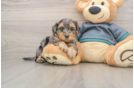 Yorkie Poo Pup Being Cute