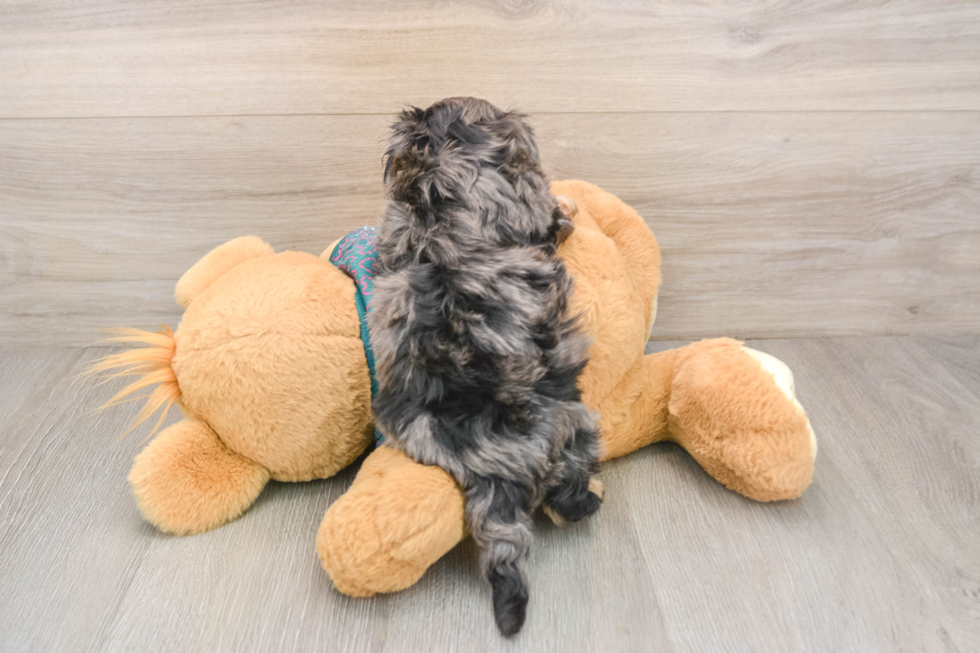 Yorkie Poo Puppy for Adoption