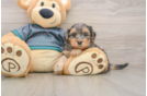 Yorkie Poo Puppy for Adoption