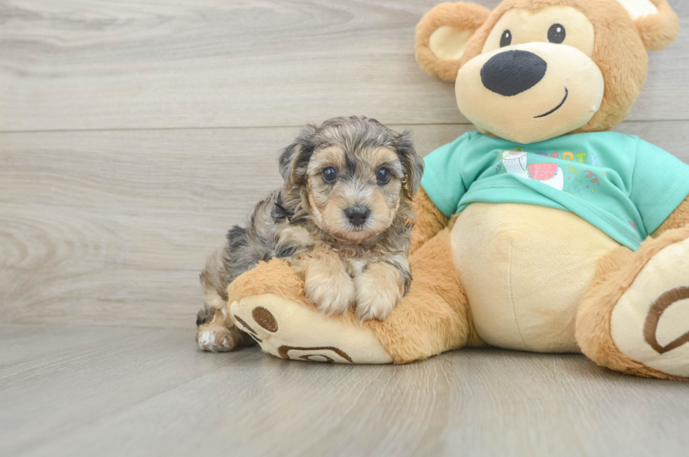 5 week old Yorkie Poo Puppy For Sale - Florida Fur Babies