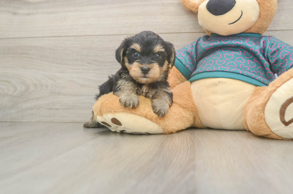 5 week old Yorkie Poo Puppy For Sale - Florida Fur Babies