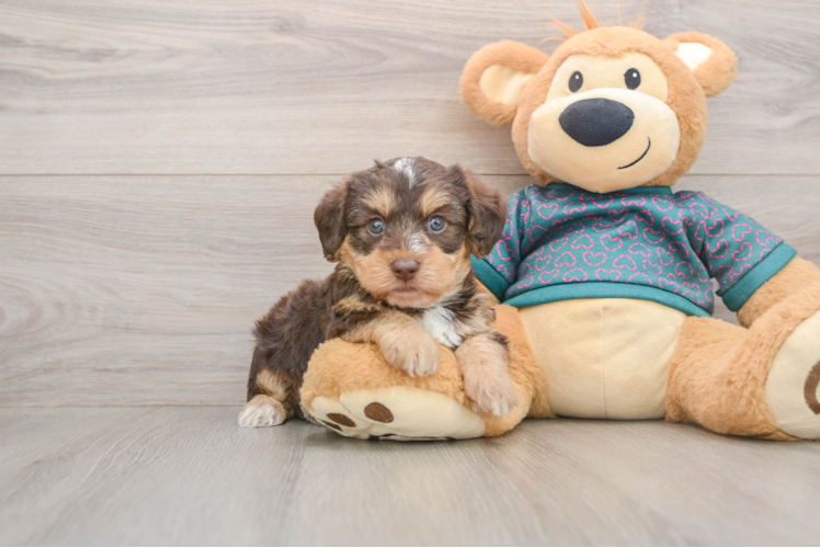 Fluffy Yorkie Poo Poodle Mix Pup