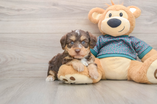 Fluffy Yorkie Poo Poodle Mix Pup
