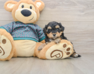 7 week old Yorkie Poo Puppy For Sale - Florida Fur Babies