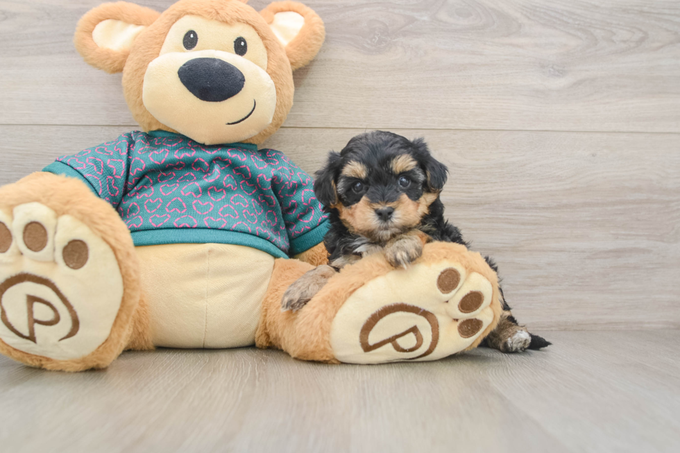 Yorkie Poo Puppy for Adoption