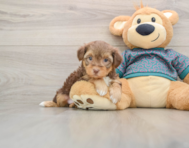 7 week old Yorkie Poo Puppy For Sale - Florida Fur Babies